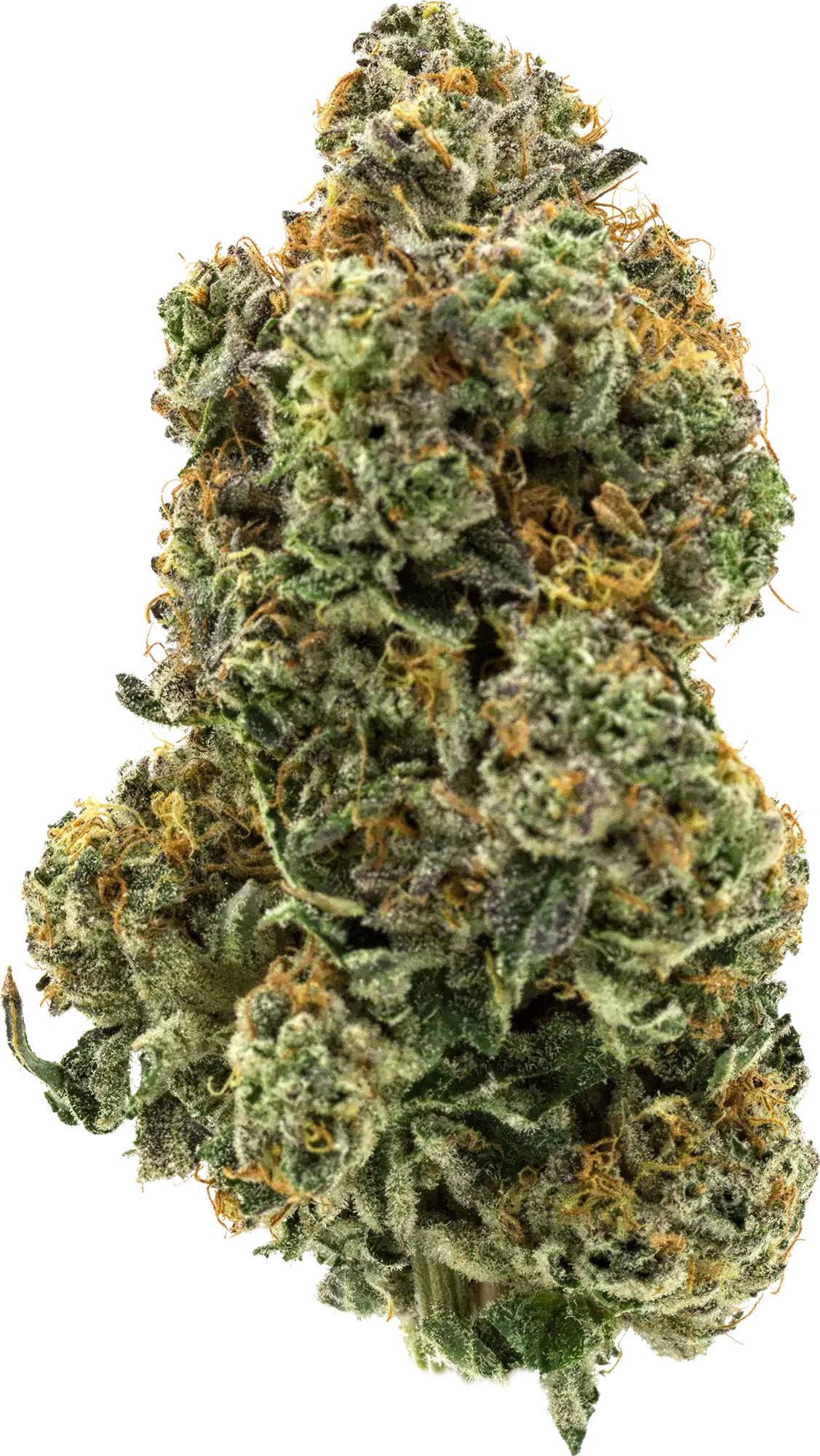 A beautiful cannabis flower, dried, with a nice fresh green color and lots of orange bits.